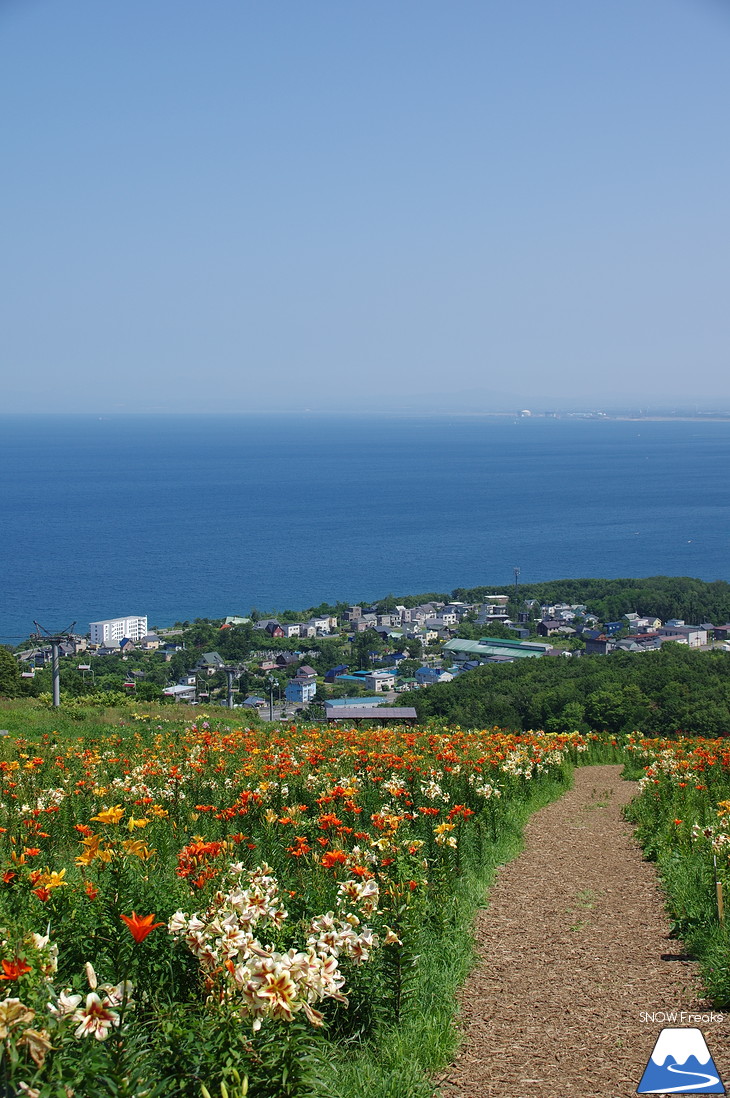 北海道最大級、213万輪のゆりの花！『オーンズ春香山ゆり園』